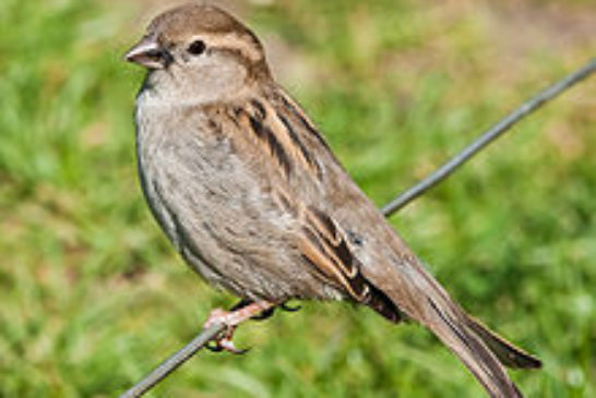 House Sparrow