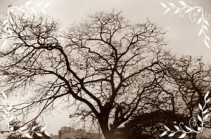 Domestic Cricket - Art - VelsArena.com