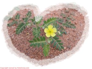 Tiny Flower in Cricket Ground