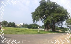 District Cricket - Chennai