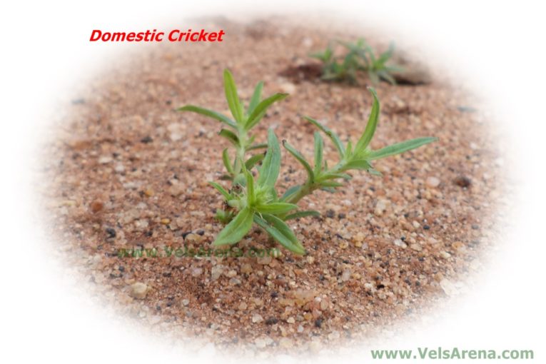 Cricket in Tamil Nadu