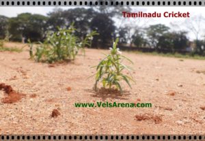Tamilnadu Cricket Tamilnadu Cricket