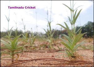 Tamilnadu Cricket
